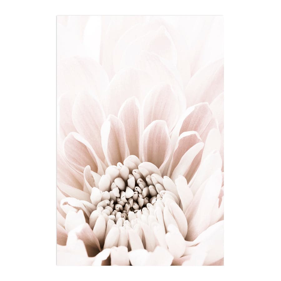Chrysanthemum 6 by Studio Scandi II