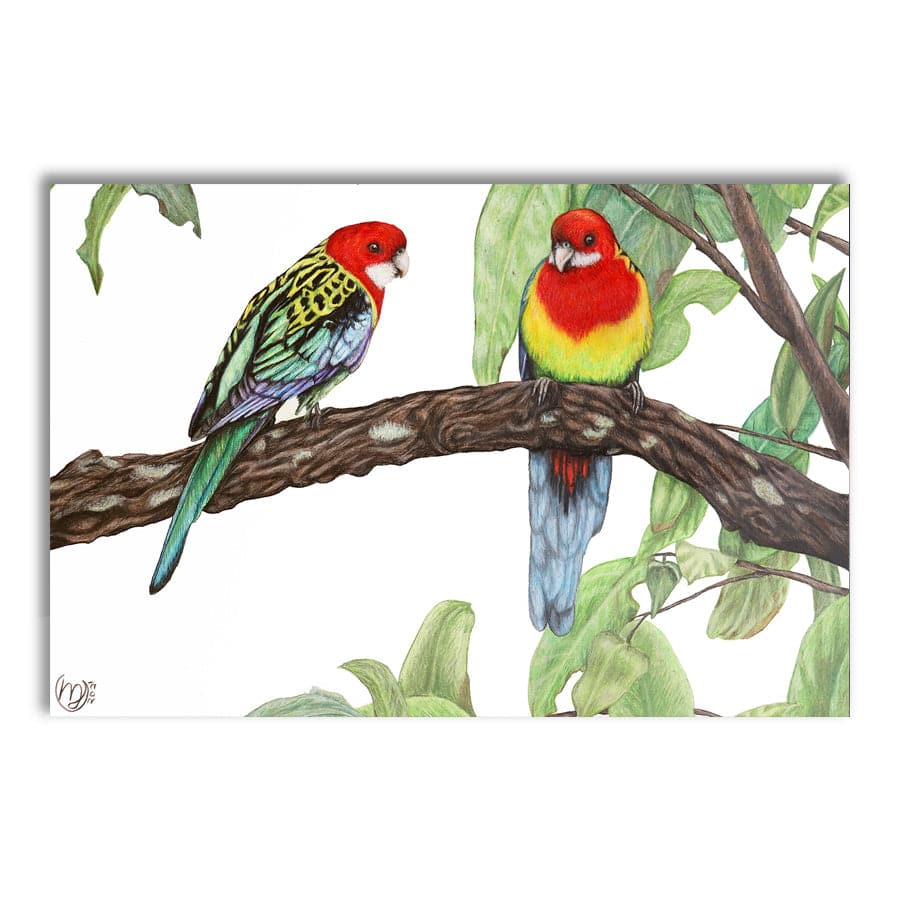 Eastern Rosellas by Mollie Lennon