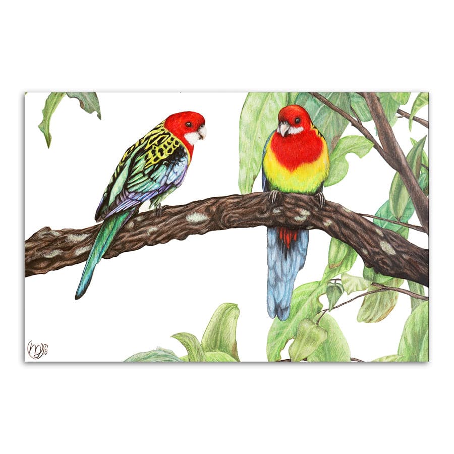 Eastern Rosellas by Mollie Lennon