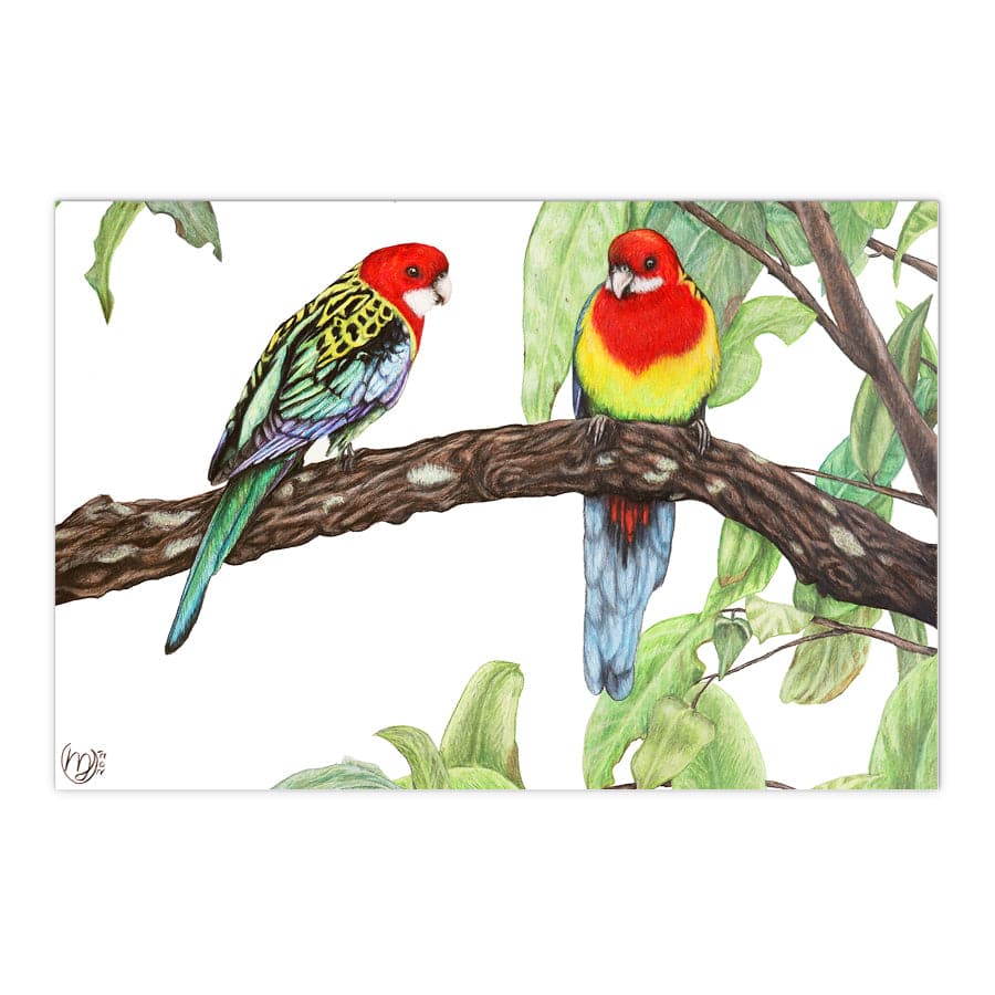 Eastern Rosellas by Mollie Lennon