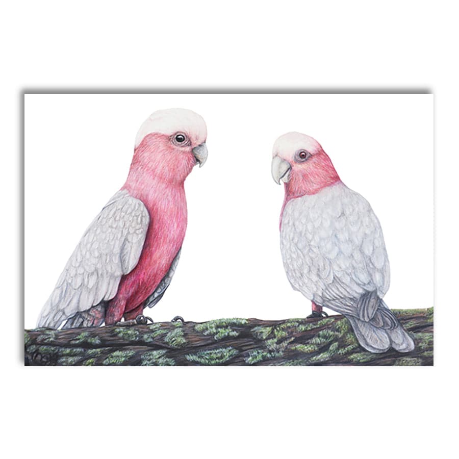 Galahs by Mollie Lennon