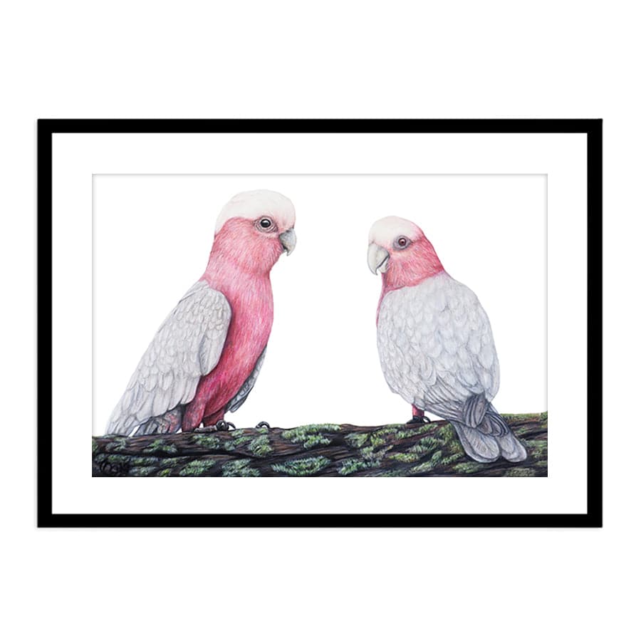 Galahs by Mollie Lennon