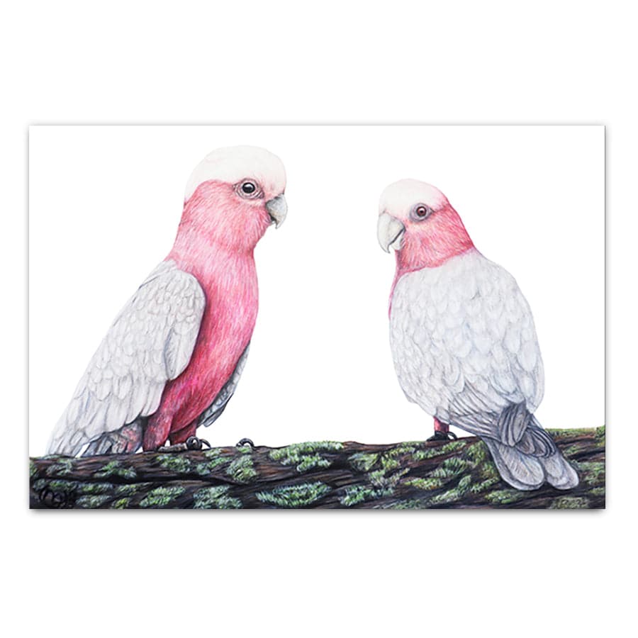 Galahs by Mollie Lennon