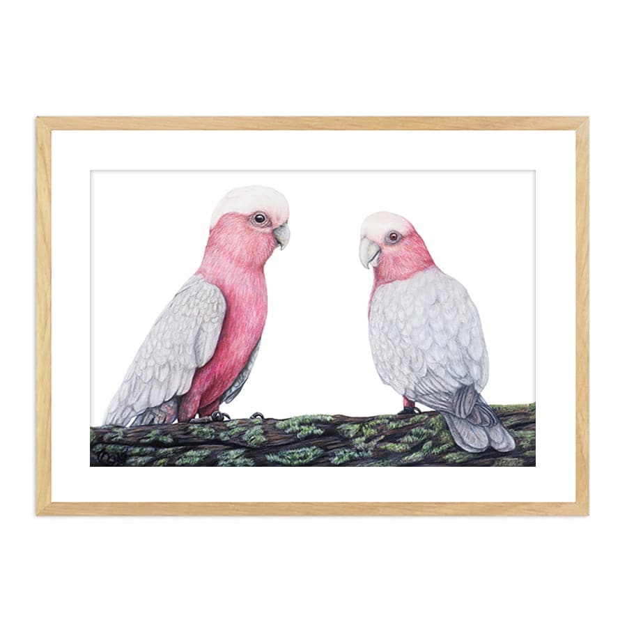 Galahs by Mollie Lennon