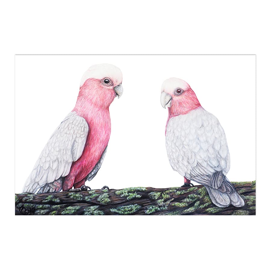 Galahs by Mollie Lennon