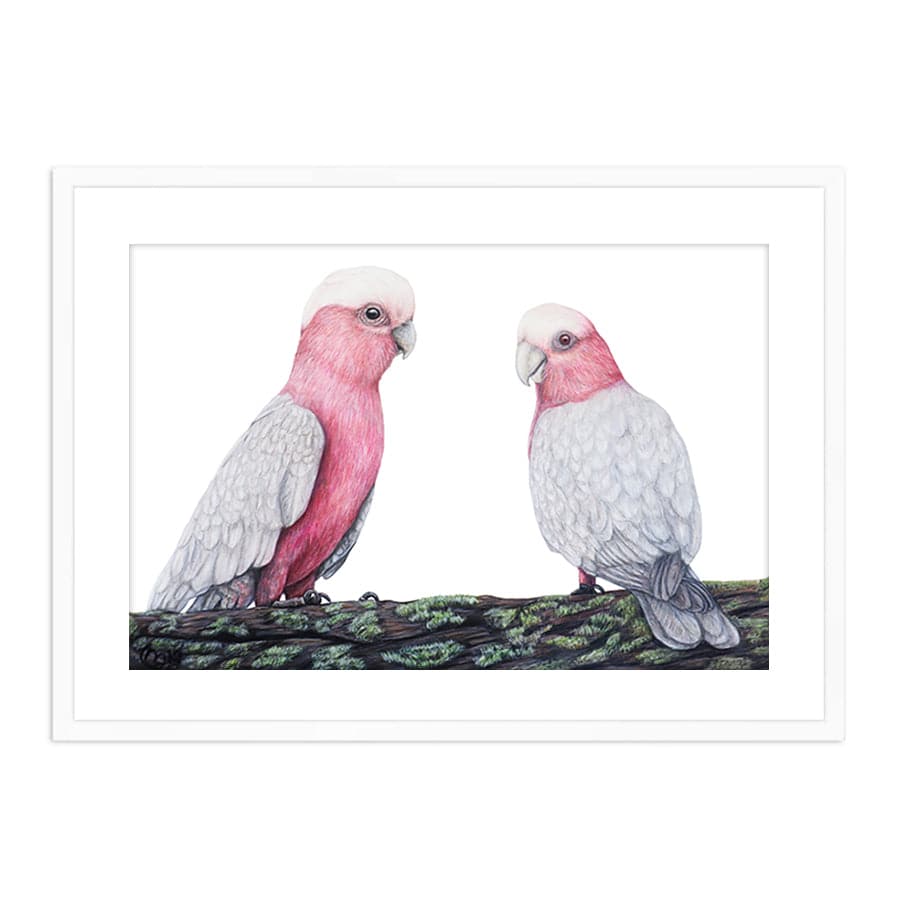 Galahs by Mollie Lennon
