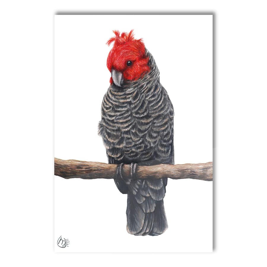 Gang-Gang Cockatoo by Mollie Lennon