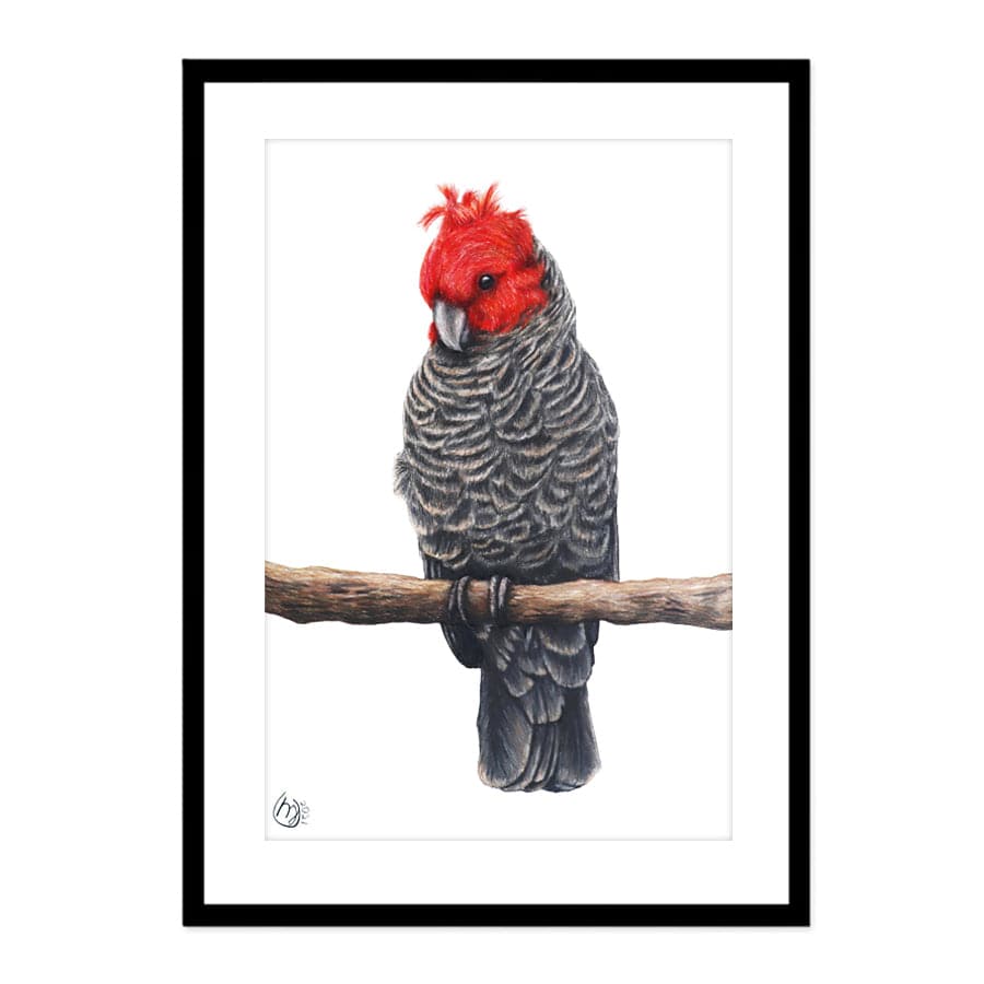 Gang-Gang Cockatoo by Mollie Lennon