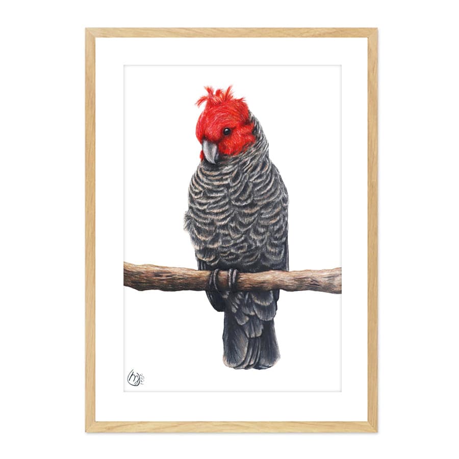 Gang-Gang Cockatoo by Mollie Lennon