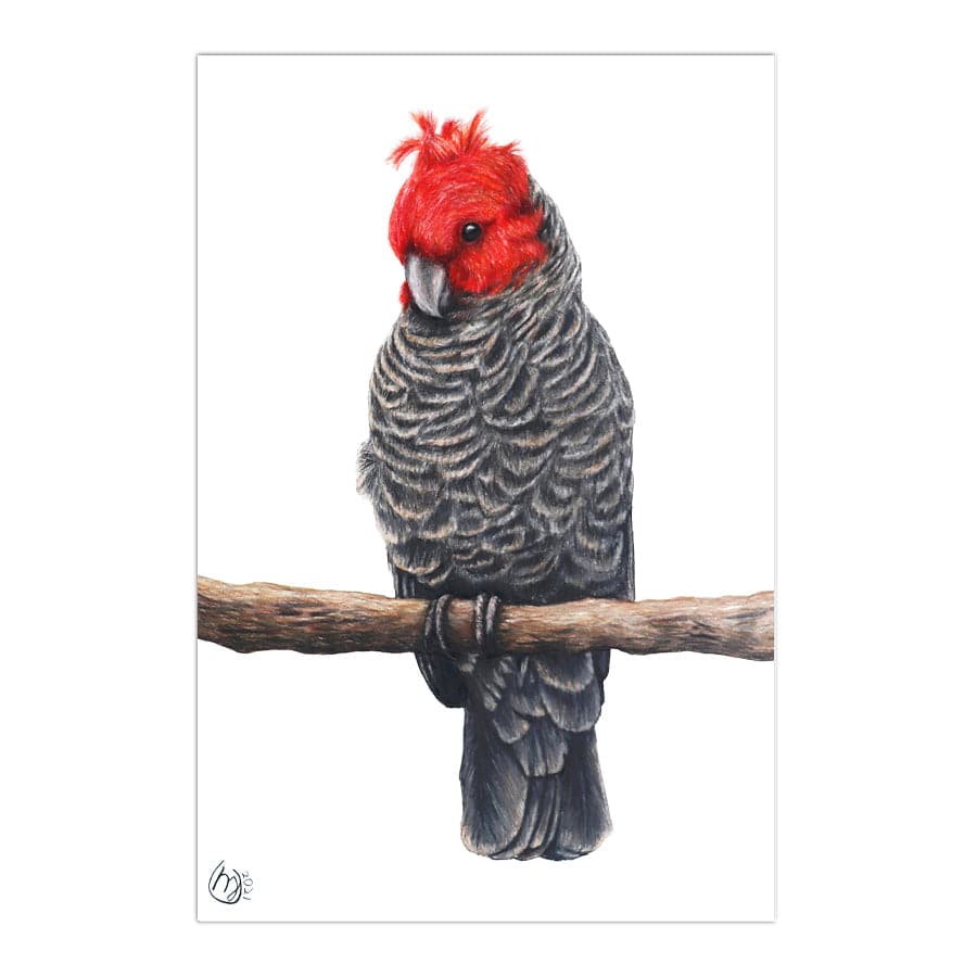 Gang-Gang Cockatoo by Mollie Lennon