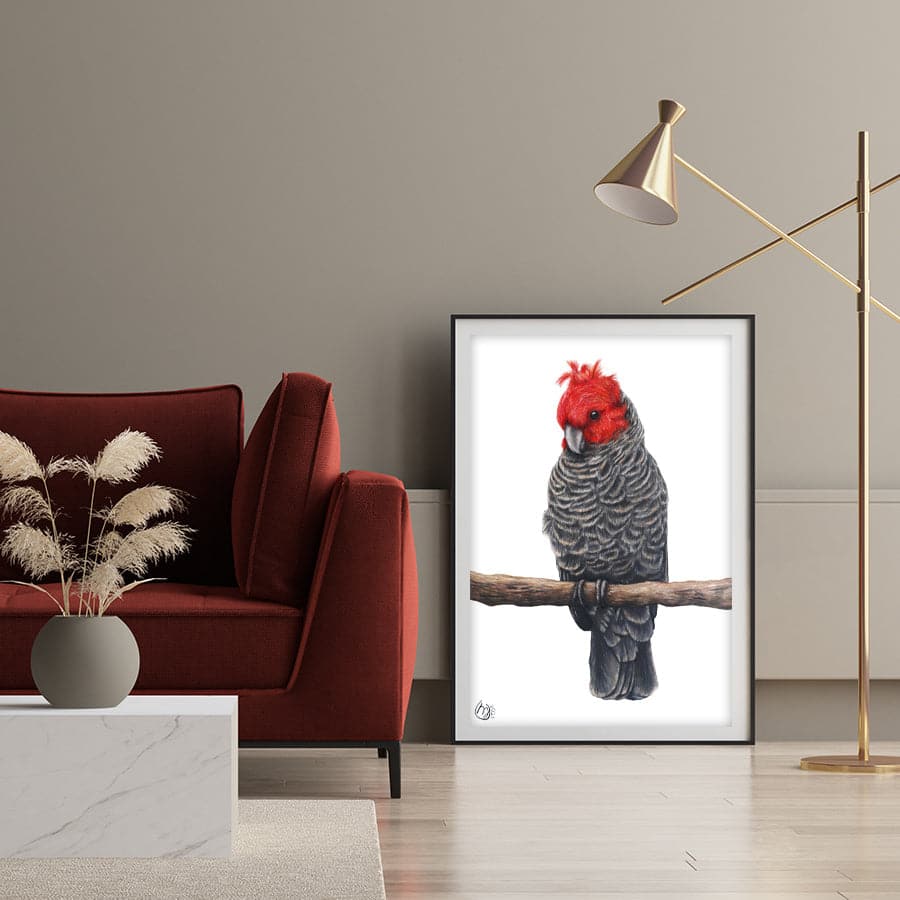Gang-Gang Cockatoo by Mollie Lennon
