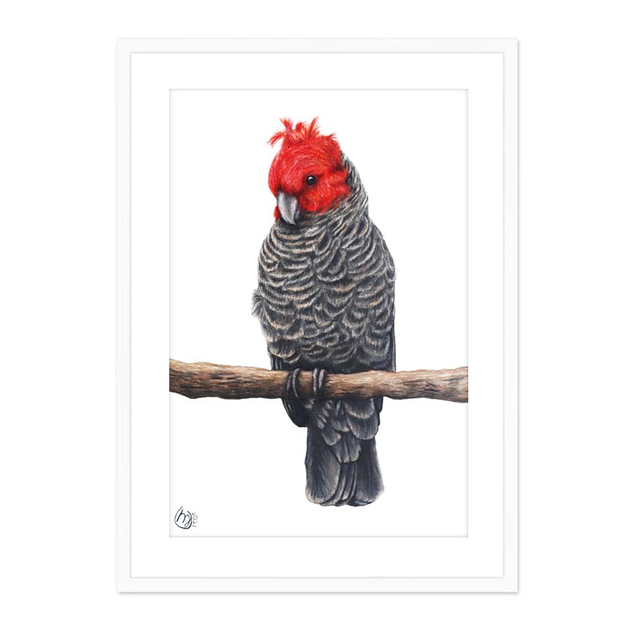 Gang-Gang Cockatoo by Mollie Lennon