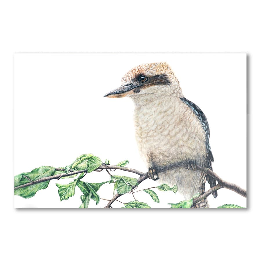 Kookaburra on Shrub by Mollie Lennon