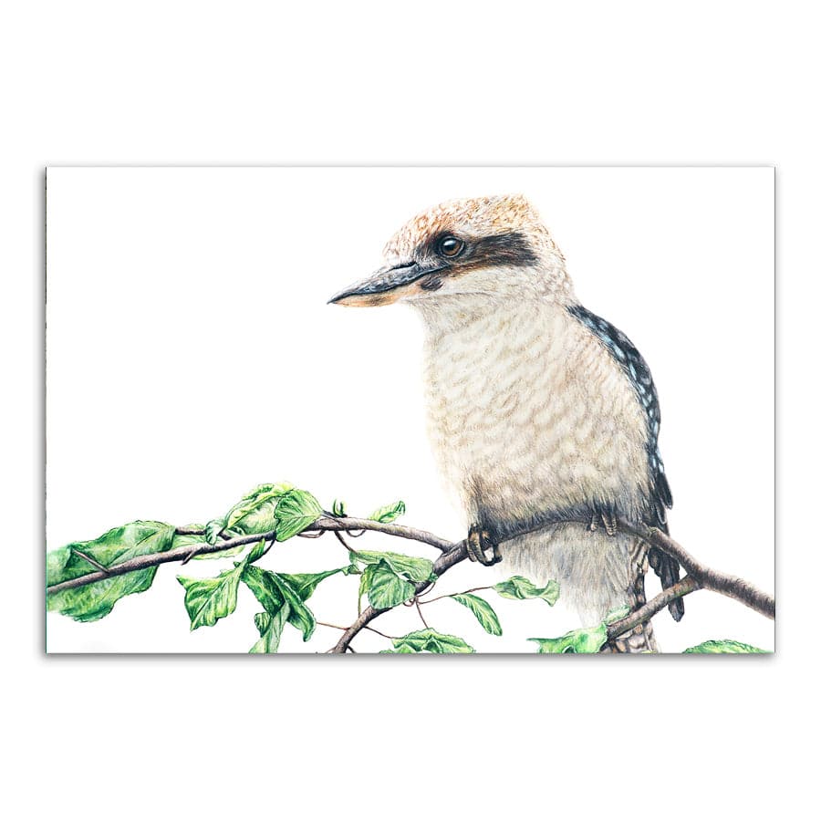 Kookaburra on Shrub by Mollie Lennon