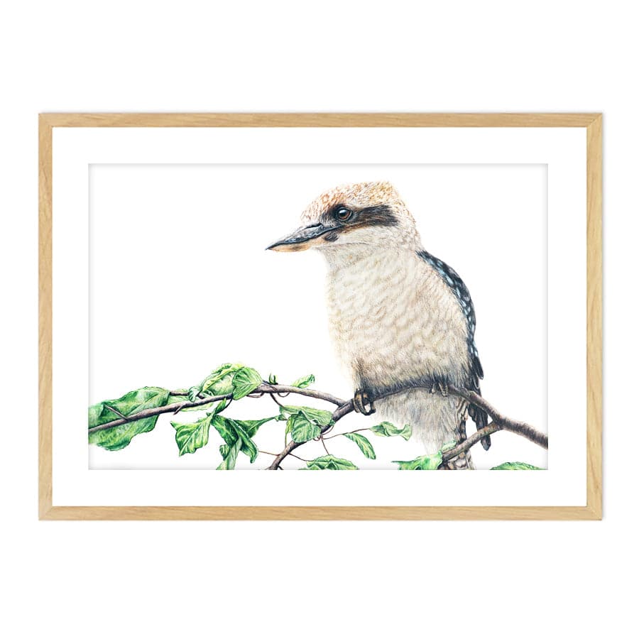 Kookaburra on Shrub by Mollie Lennon