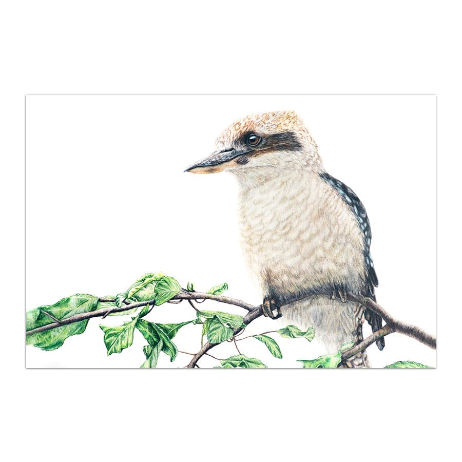 Kookaburra on Shrub by Mollie Lennon