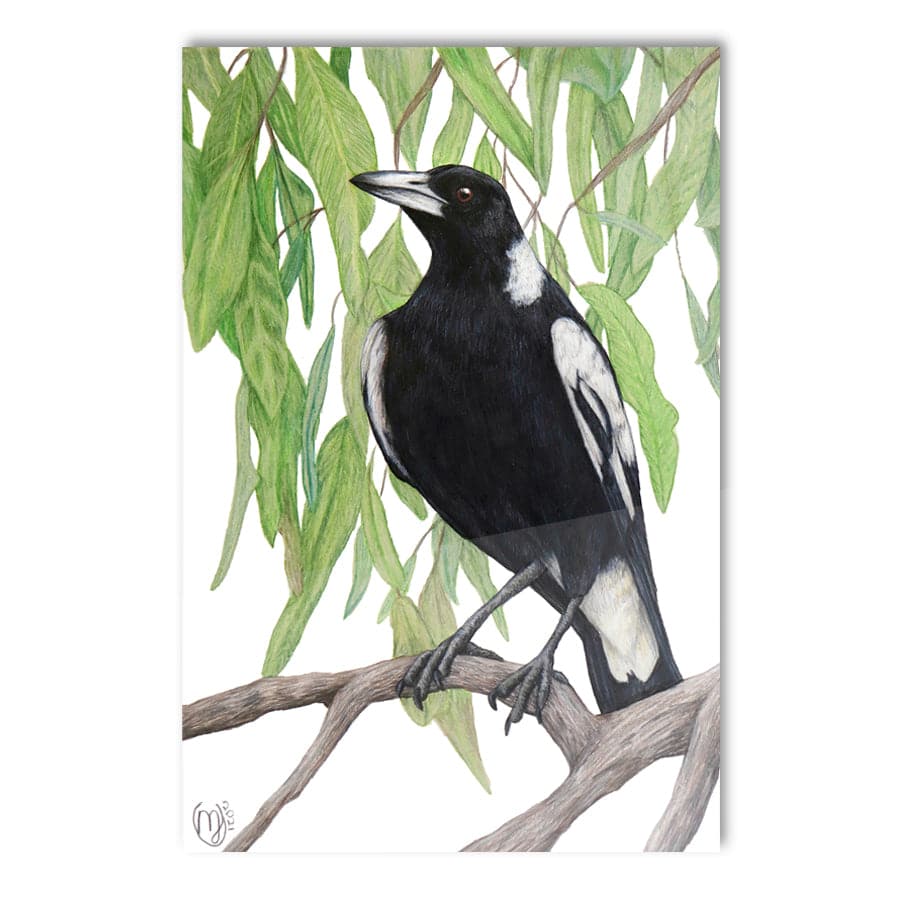 Magpie by Mollie Lennon