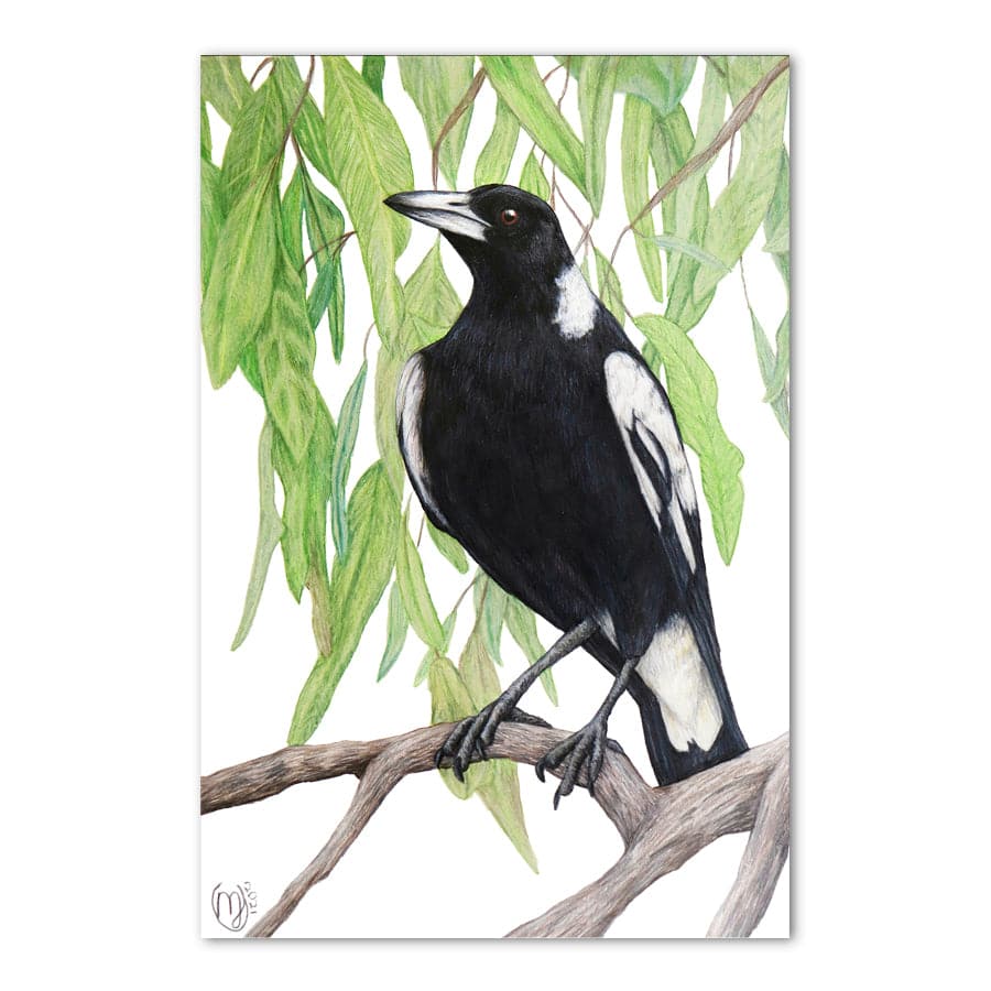 Magpie by Mollie Lennon