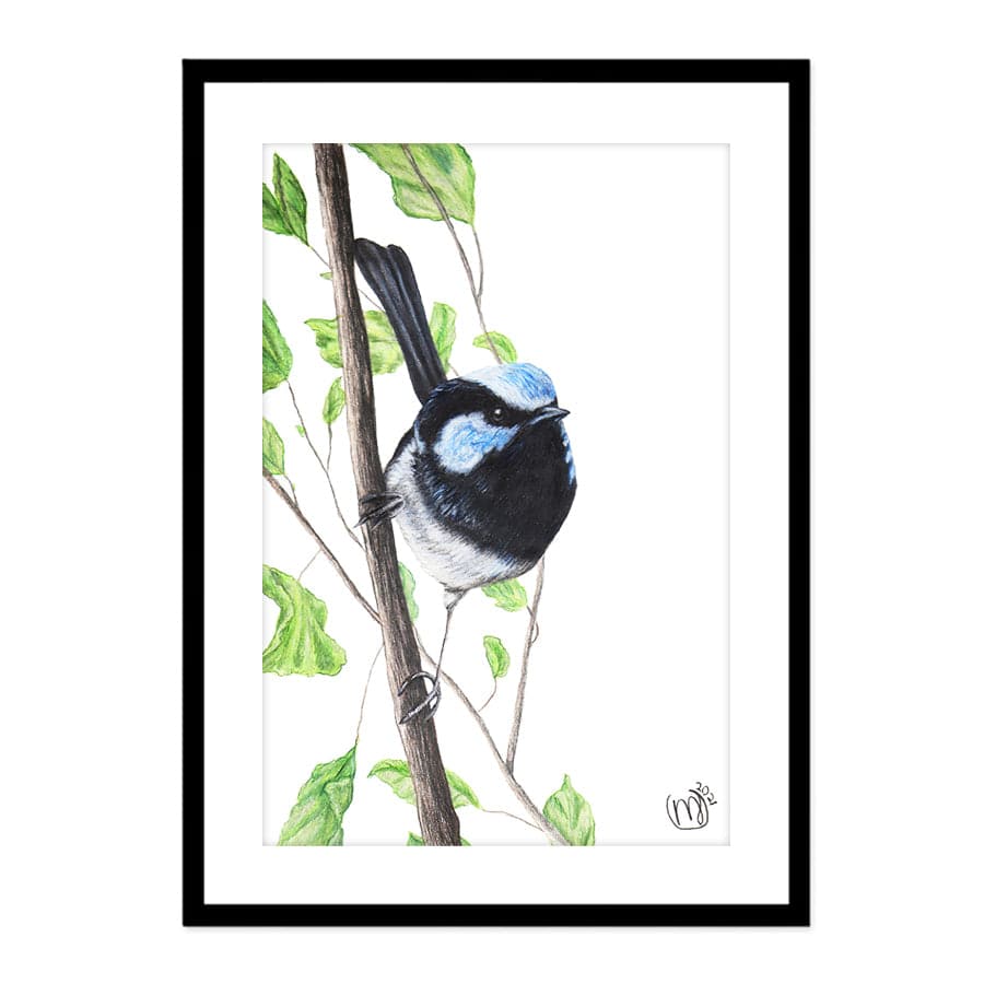 Male Fairy Wren by Mollie Lennon