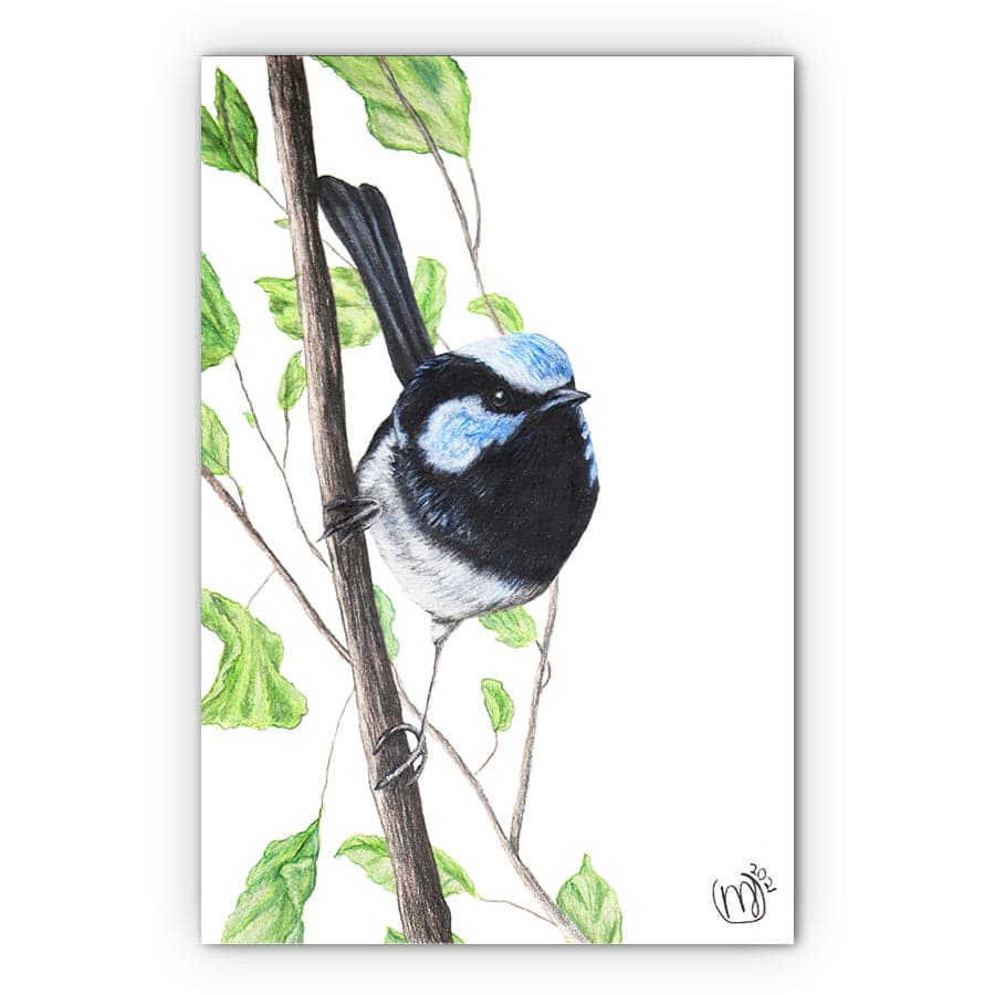 Male Fairy Wren by Mollie Lennon