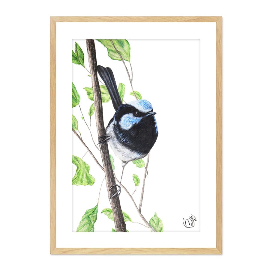 Male Fairy Wren by Mollie Lennon