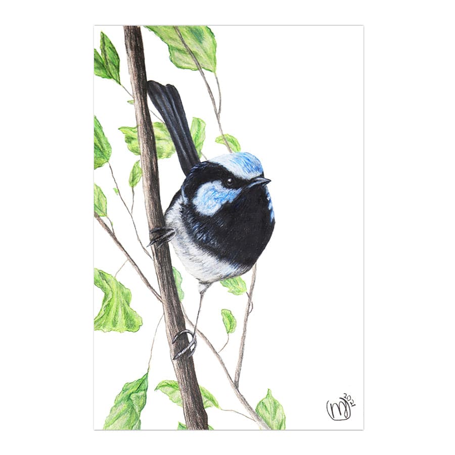 Male Fairy Wren by Mollie Lennon