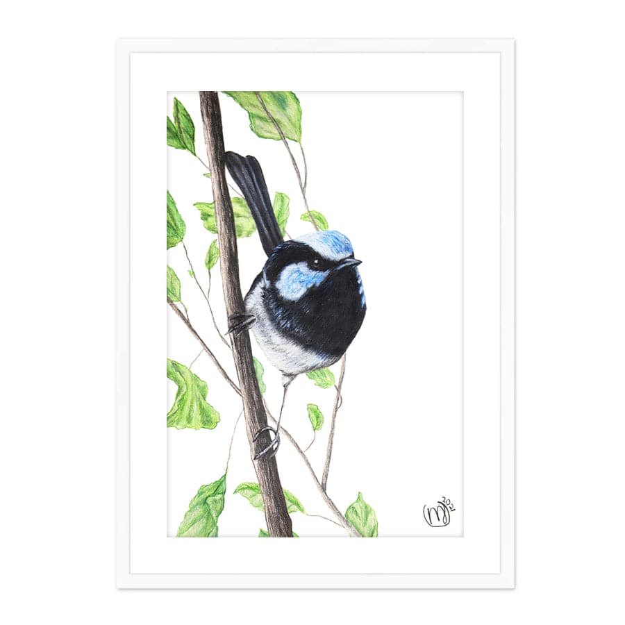 Male Fairy Wren by Mollie Lennon