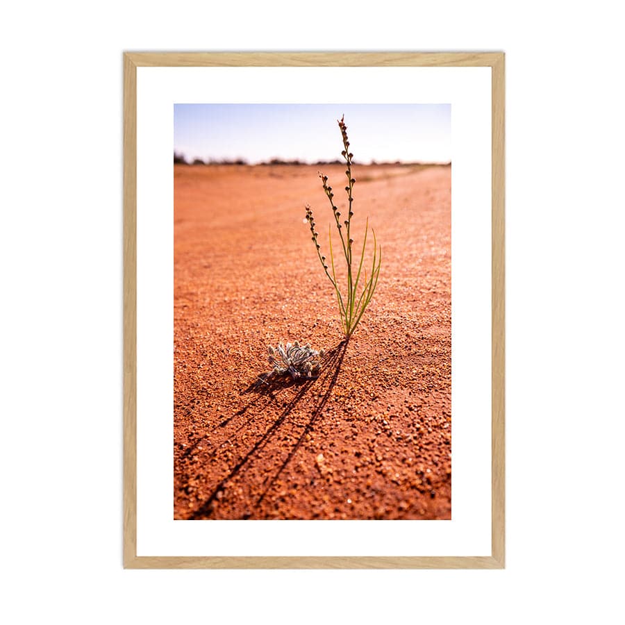 Desert Life by Stuart McAndrew
