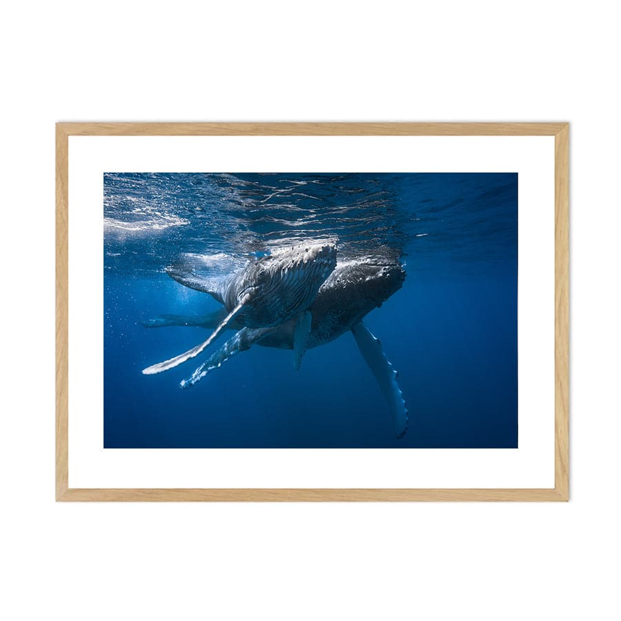 Humpback Whales by Barathieu