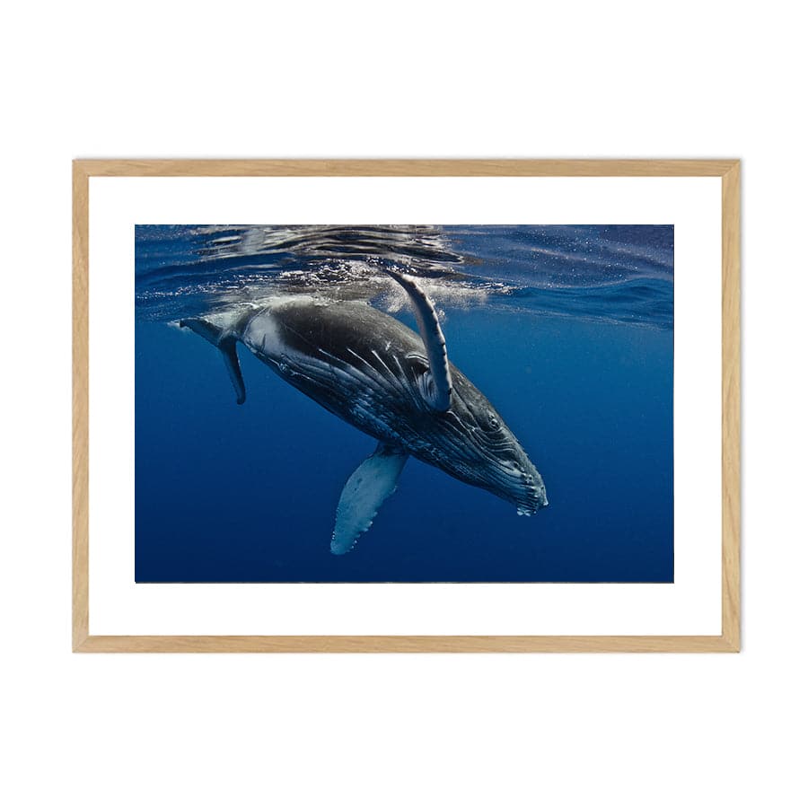 Humpback Whale by Barathieu