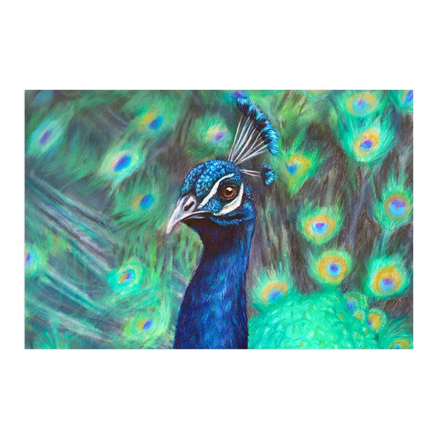 Peacock by Mollie Lennon