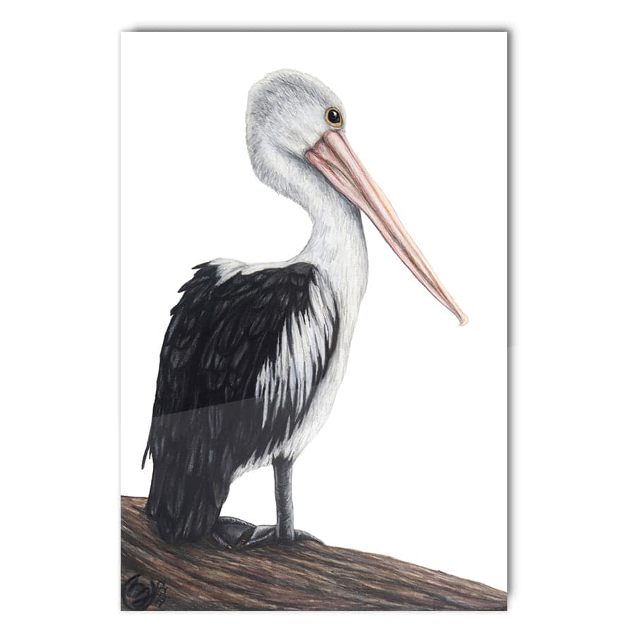 Pelican on Log by Mollie Lennon