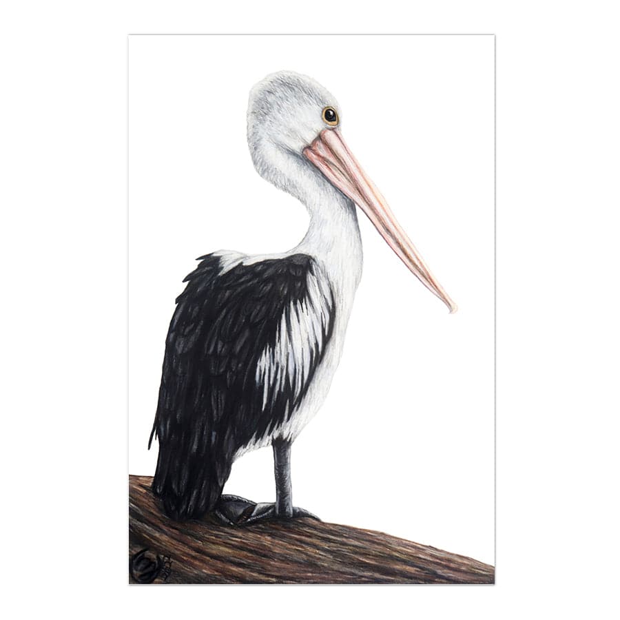 Pelican on Log by Mollie Lennon