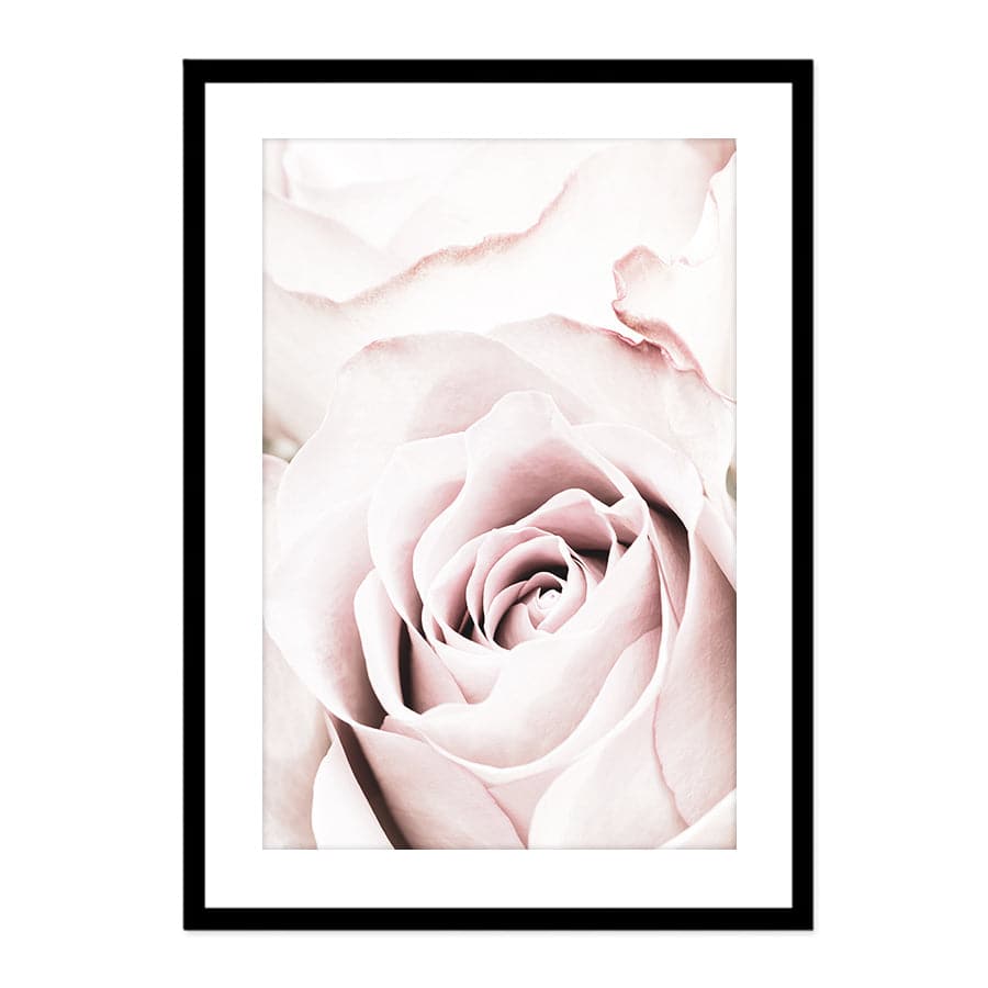 Pink Rose 5 by Studio Scandi II