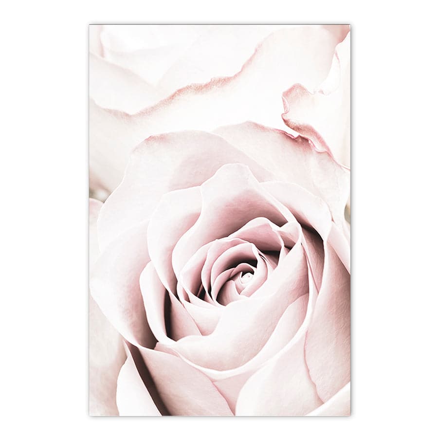 Pink Rose 5 by Studio Scandi II