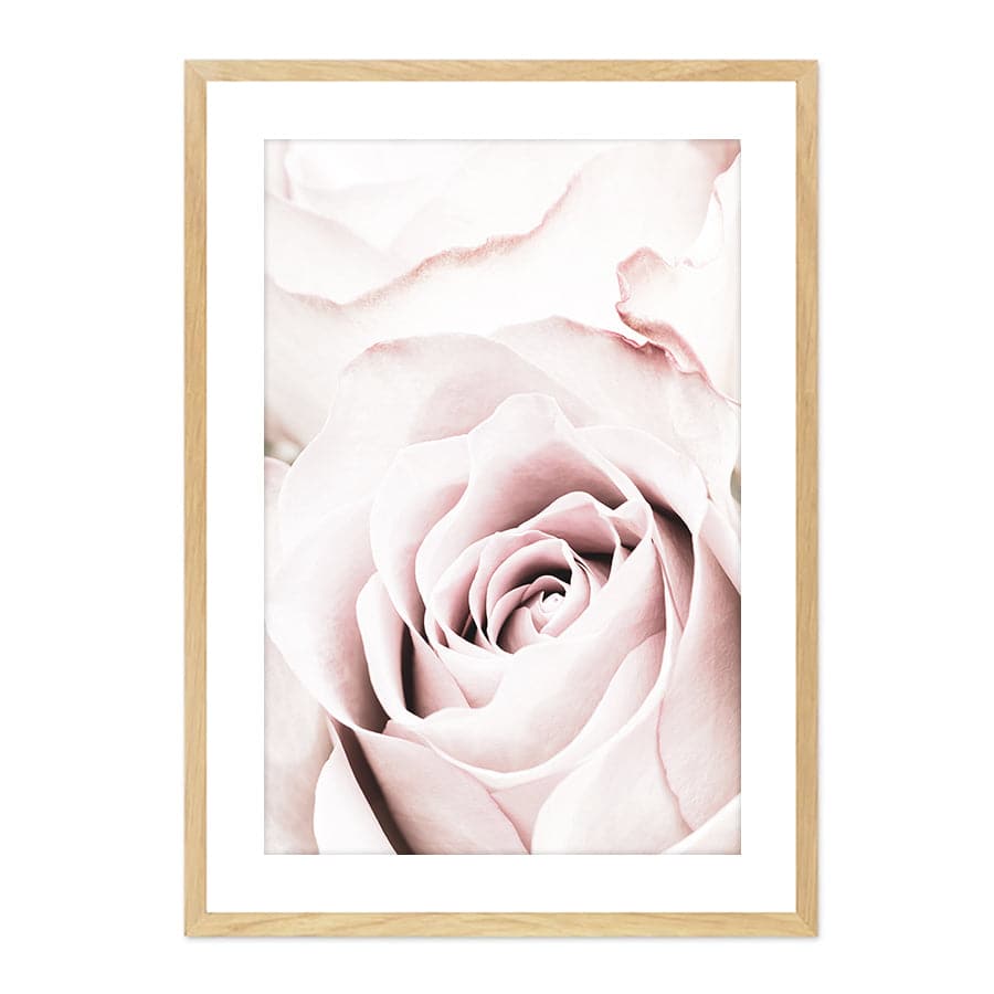 Pink Rose 5 by Studio Scandi II