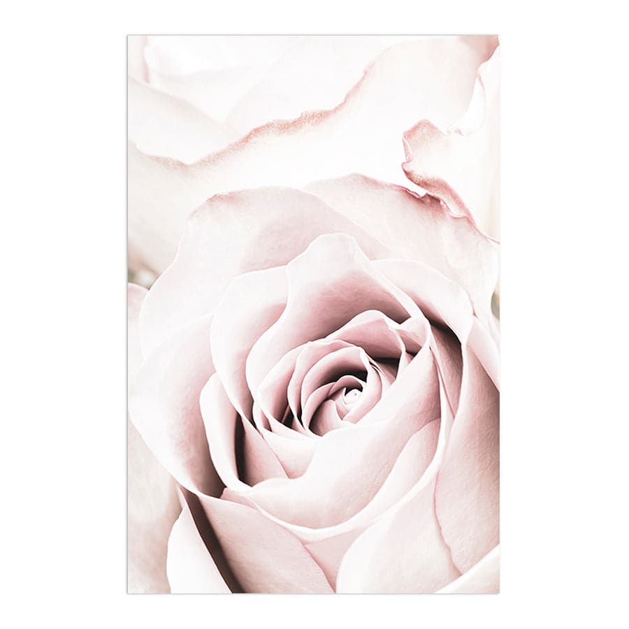 Pink Rose 5 by Studio Scandi II