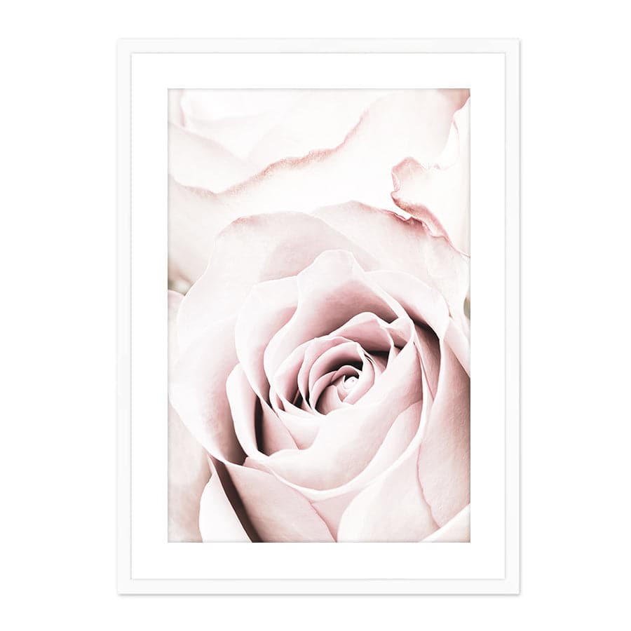 Pink Rose 5 by Studio Scandi II