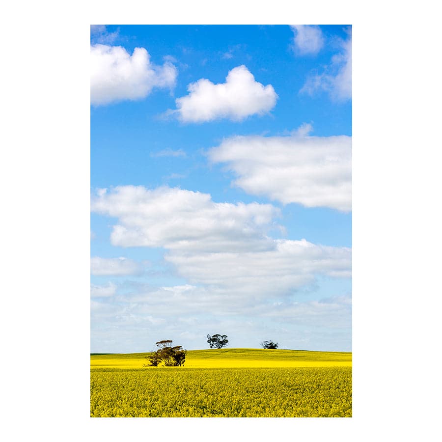 Golden Fields by Stuart McAndrew
