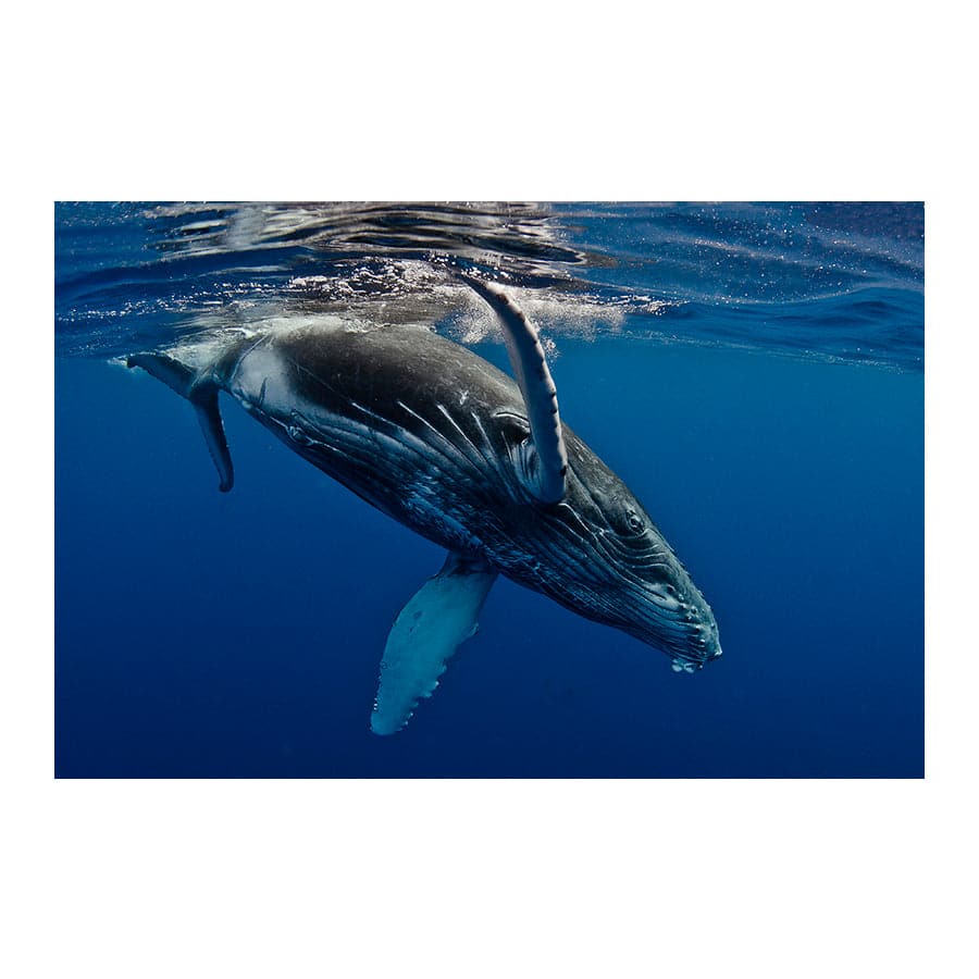 Humpback Whale by Barathieu