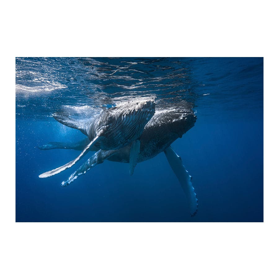 Humpback Whales by Barathieu