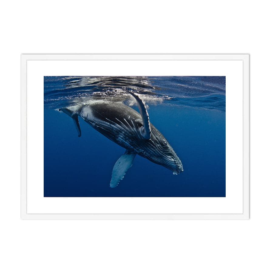 Humpback Whale by Barathieu