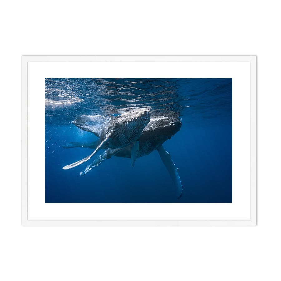 Humpback Whales by Barathieu