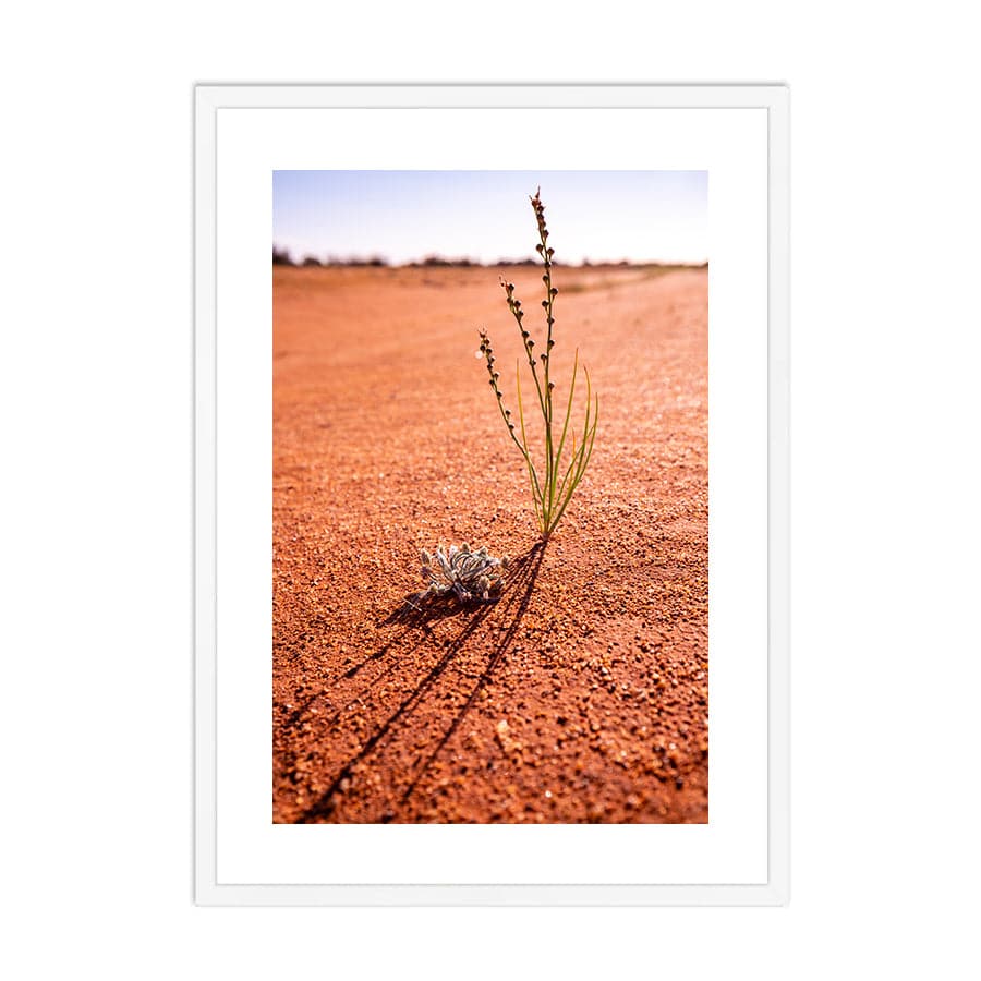 Desert Life by Stuart McAndrew