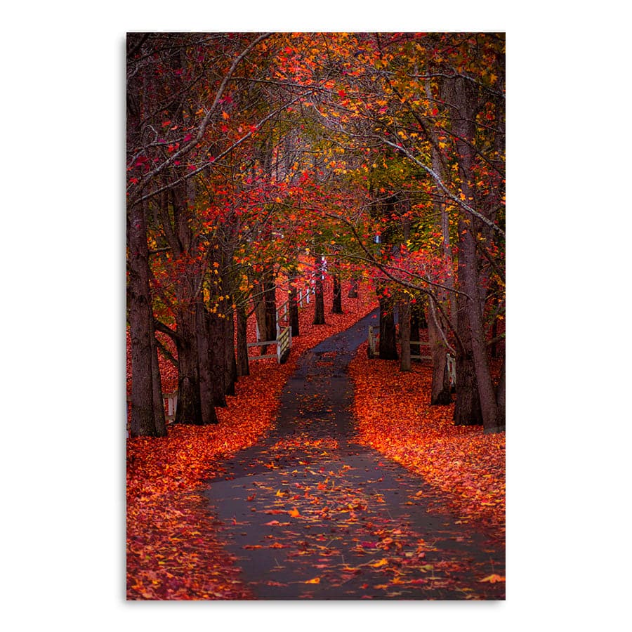 Autumn Path, Matcham by Colleen Kempys