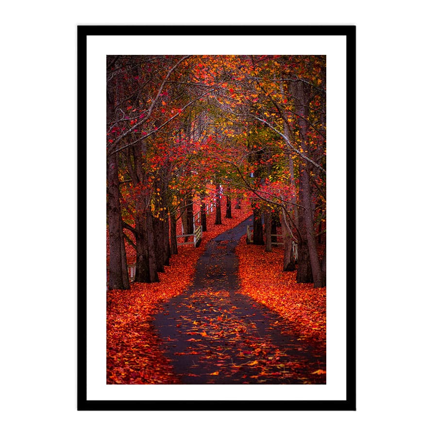 Autumn Path, Matcham by Colleen Kempys