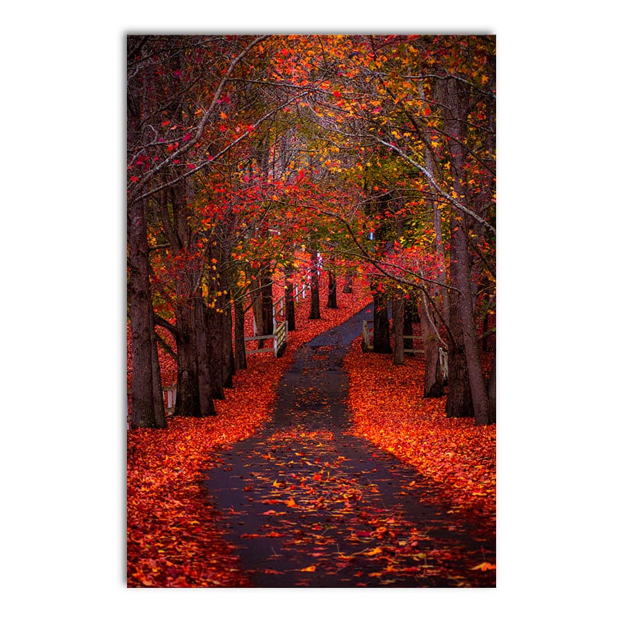 Autumn Path, Matcham by Colleen Kempys