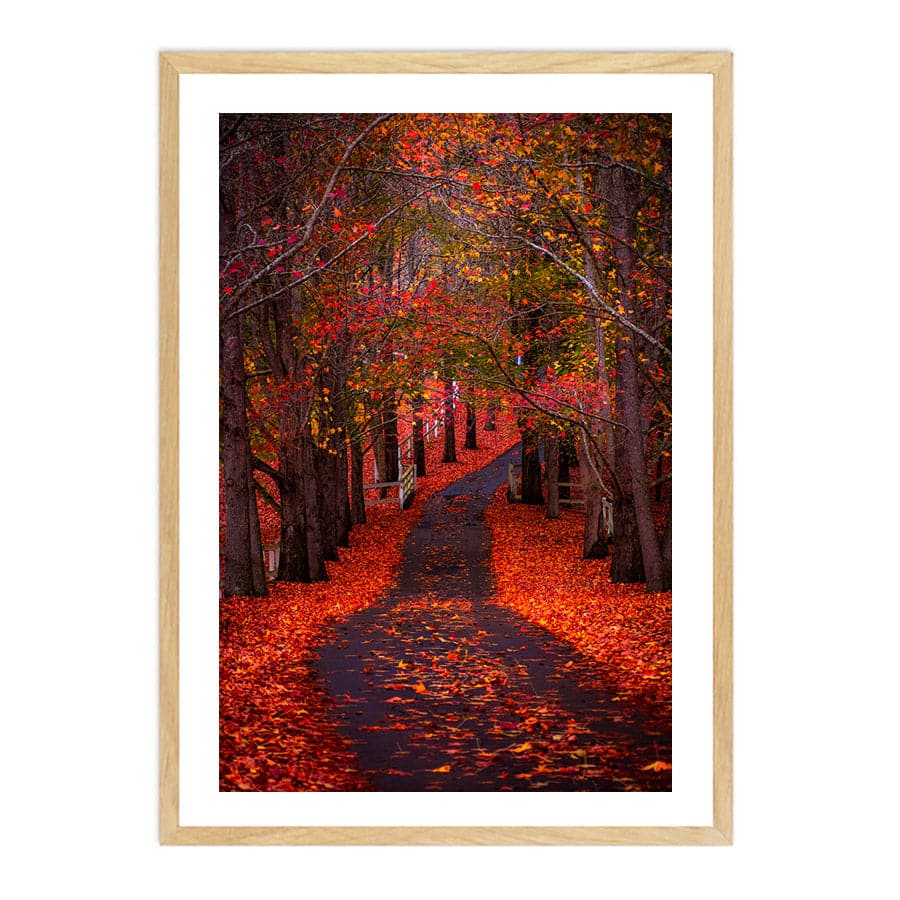 Autumn Path, Matcham by Colleen Kempys