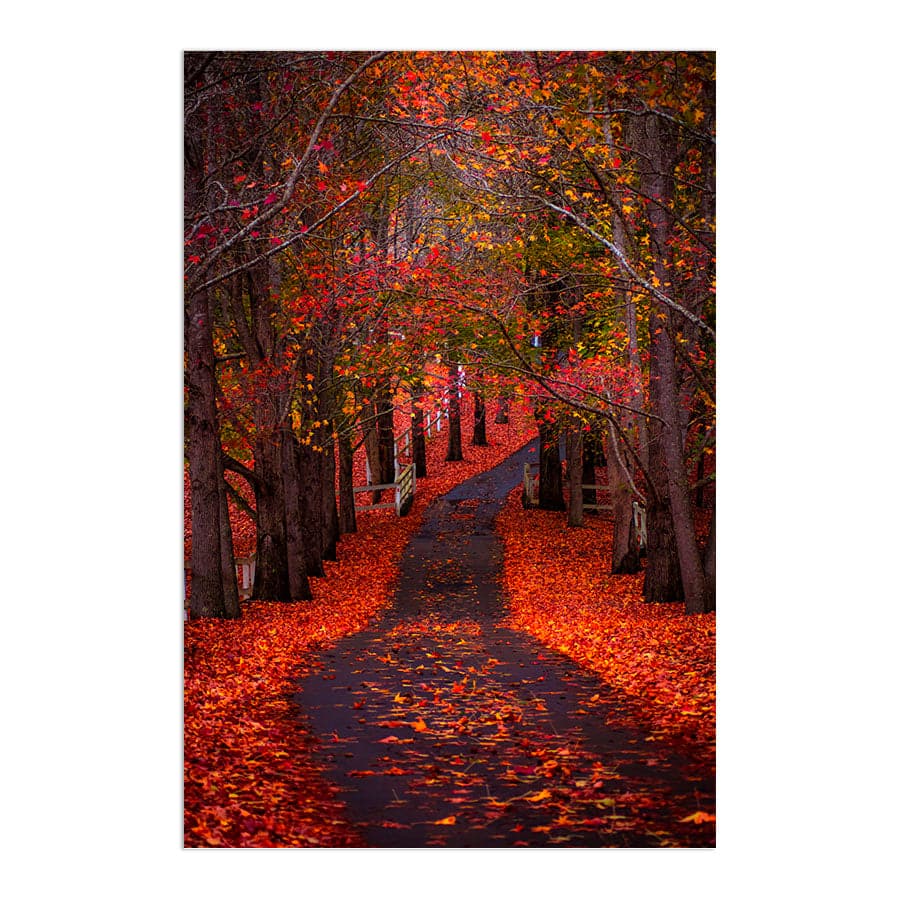Autumn Path, Matcham by Colleen Kempys