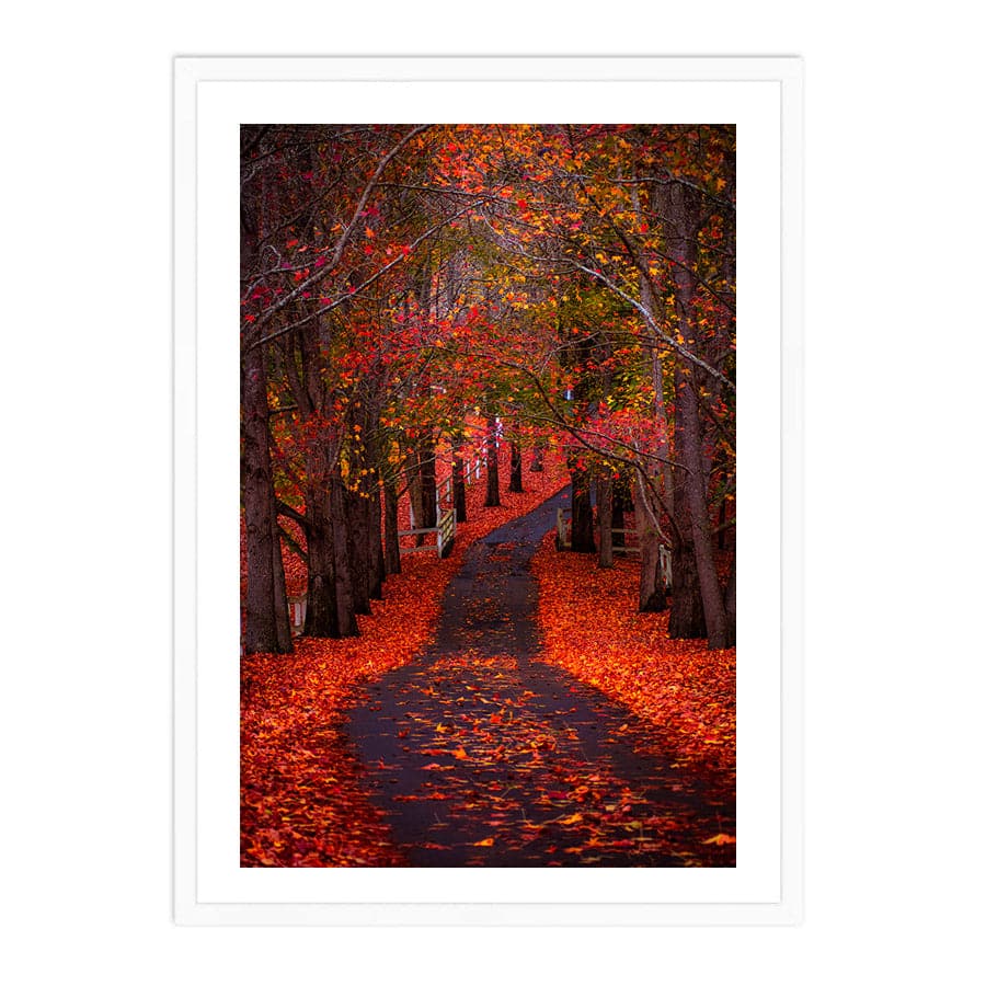 Autumn Path, Matcham by Colleen Kempys